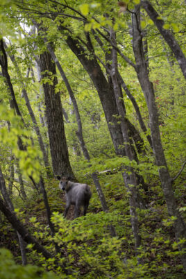Area 3 – Miyako City Center to Kamaishi (Toni) –