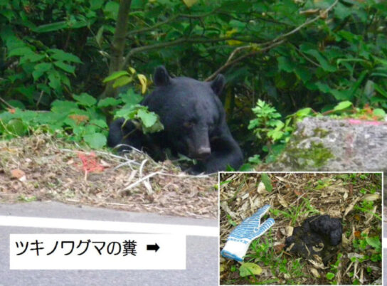 About dangerous creatures: Asiatic black bears