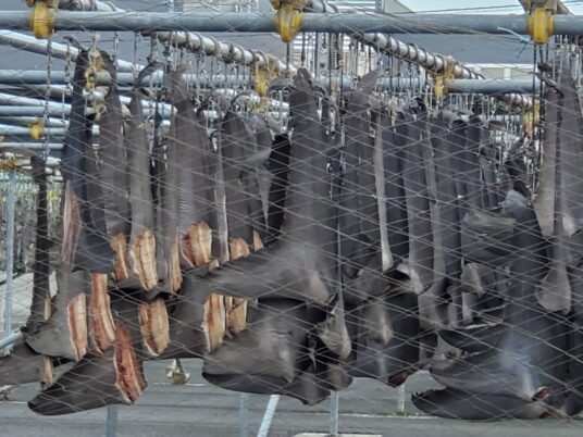 なんじゃこりゃー