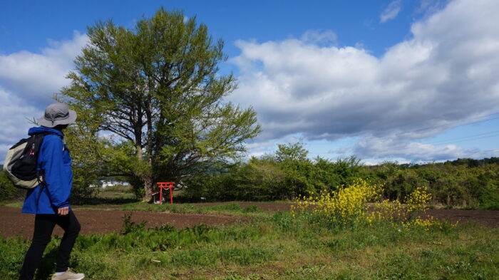 大樹に見守られて