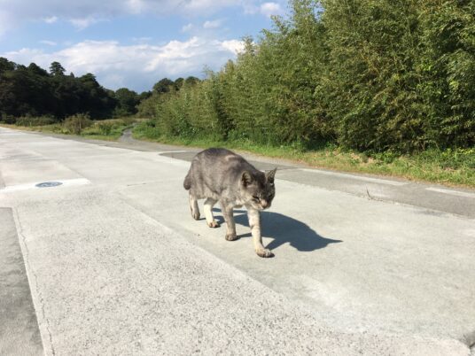 浦戸諸島は猫のトレイル天国