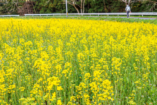 いちめんのなのはな