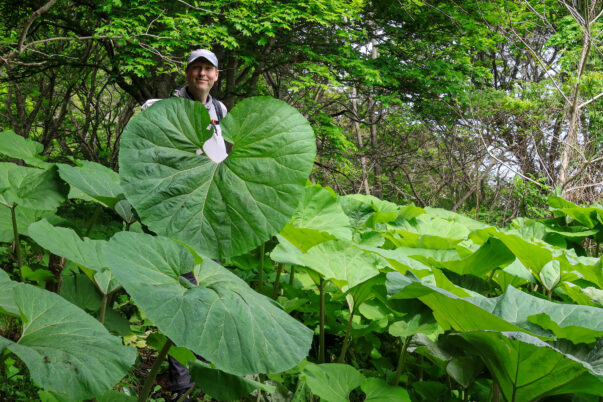 このあと、傘になりました