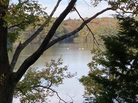 紅葉の間から加瀬沼