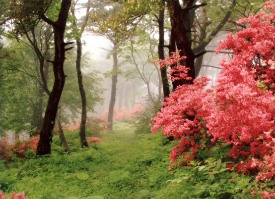 がっつり歩きほっこりトレッキング〜おもてなしエンジェルと出会う旅〜【1泊2日】