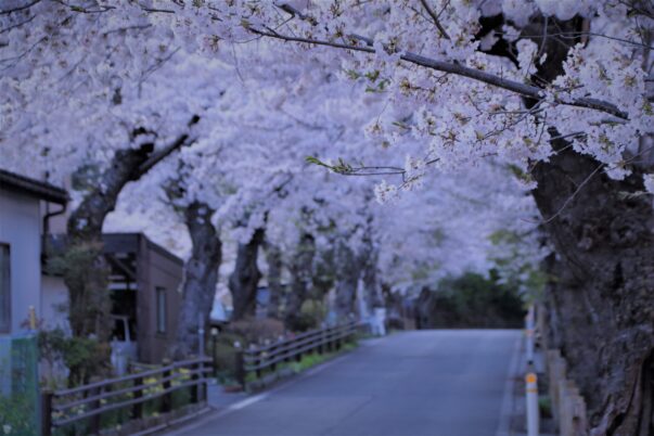 唐丹町本郷の桜並木