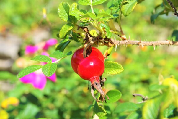 ぴかぴかのローズヒップ