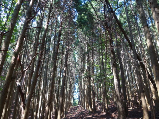 天を突く杉の木の間を峠へ