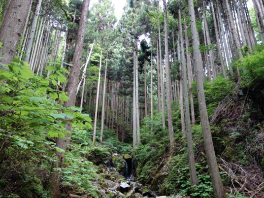 天を突く杉の木