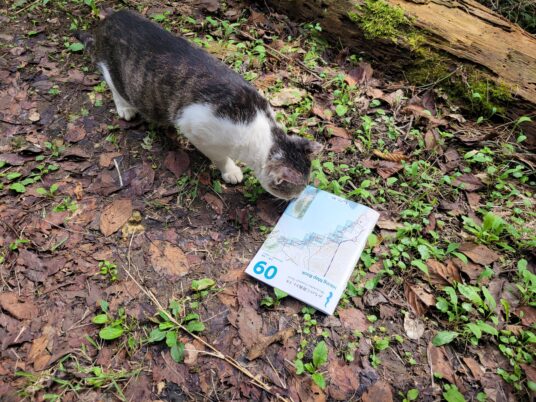 猫もトレイルに興味あり？