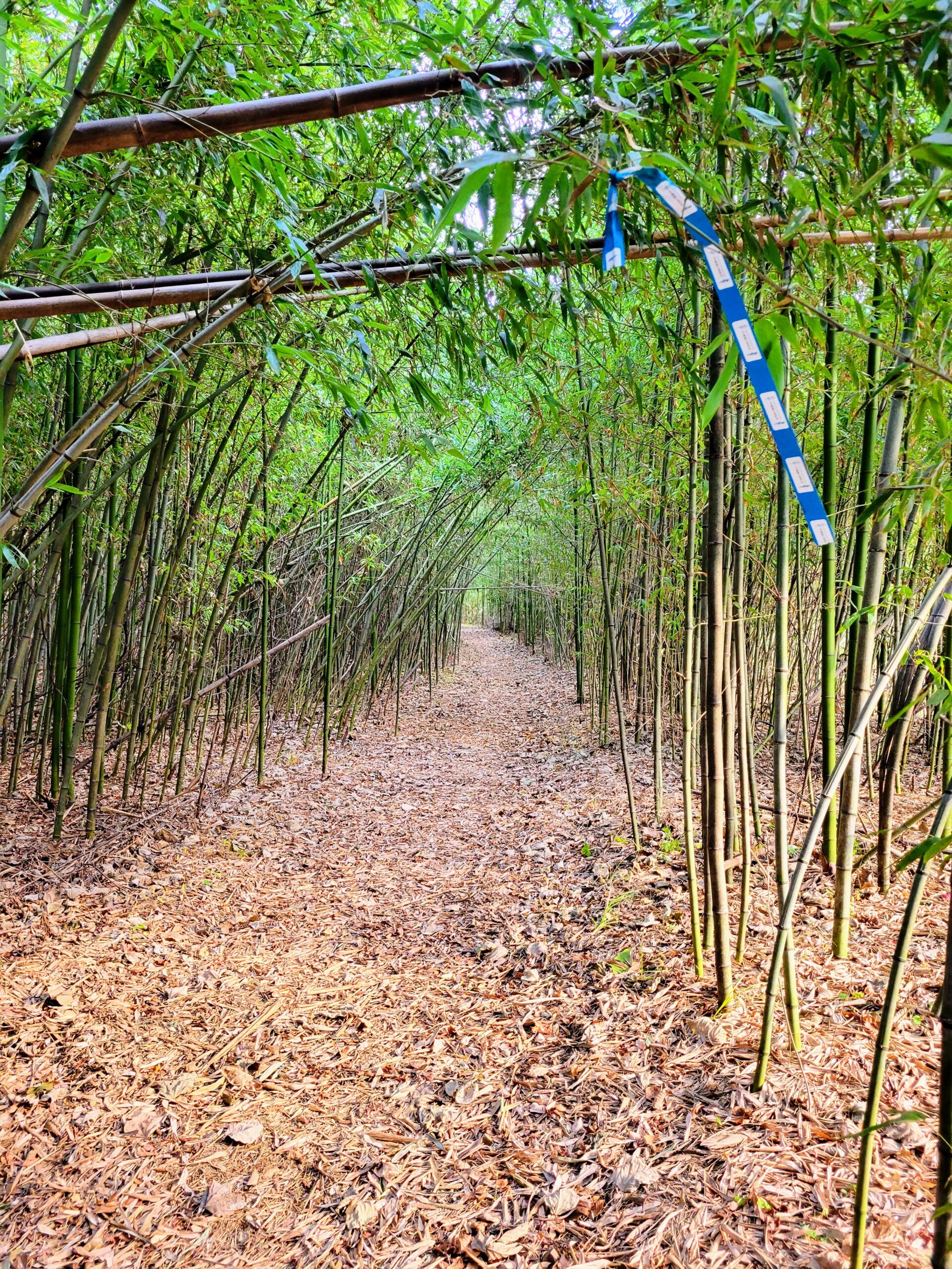 竹のトンネル