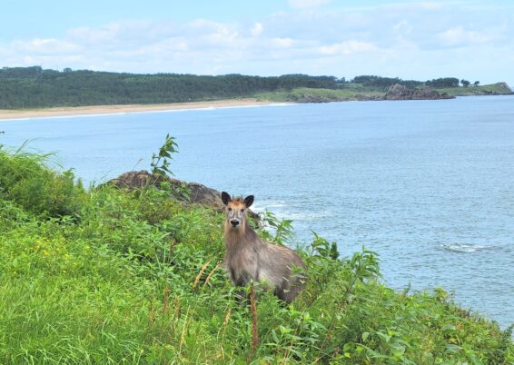 潮風のカモシカ