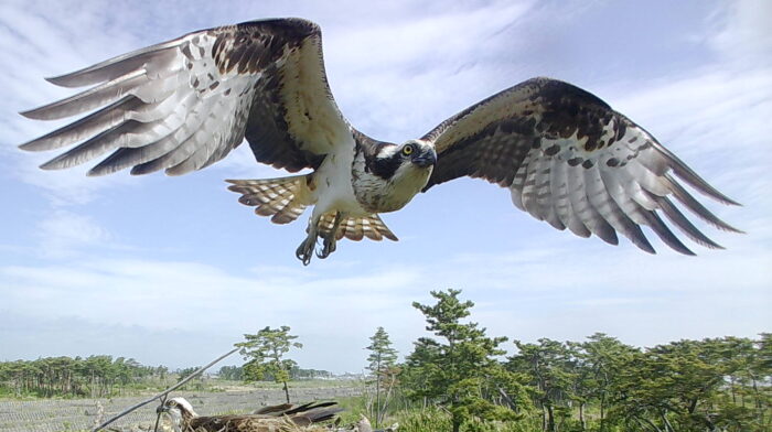 みちのく潮風トレイルの楽しみ方～仙台湾のミサゴの生態