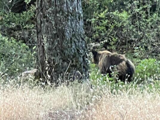危険生物について「ツキノワグマ編」