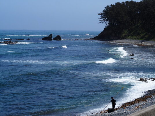 ワカメを採る人