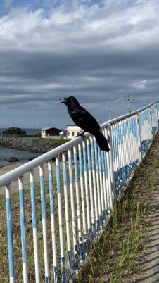 A recurring companion