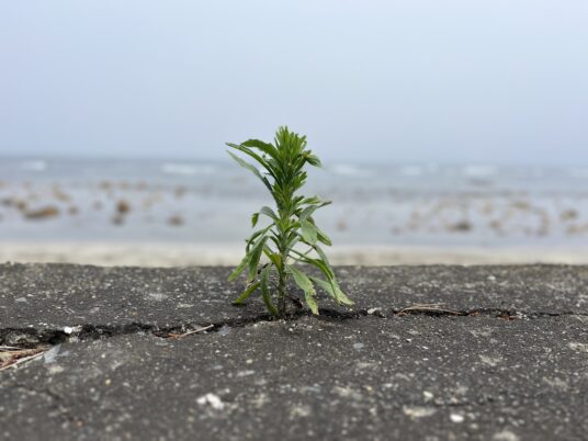 withstanding the odds