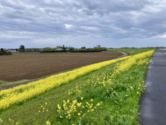 菜の花の道