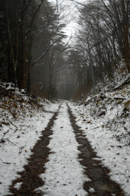 静白の林道
