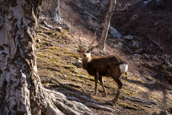 金華山の鹿にこんにちは