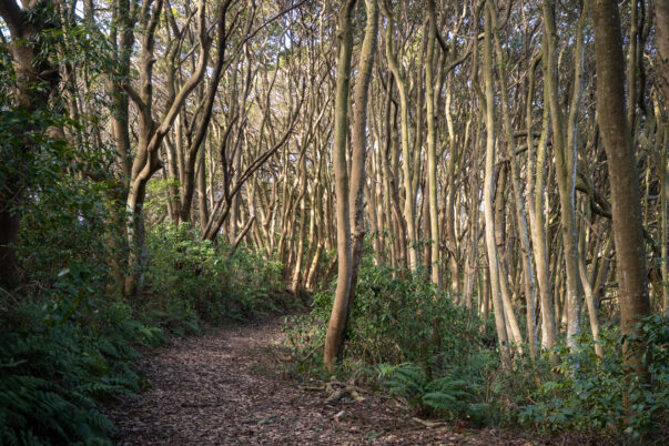 網地島の森