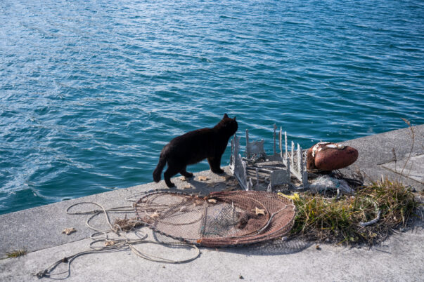 海辺のネコ