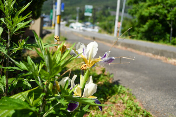 道端の花