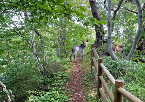 くま注意しながら会った。