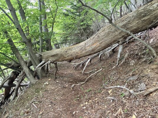 安全に歩くために　― 危険木（倒木・かかり木・落枝）に注意―