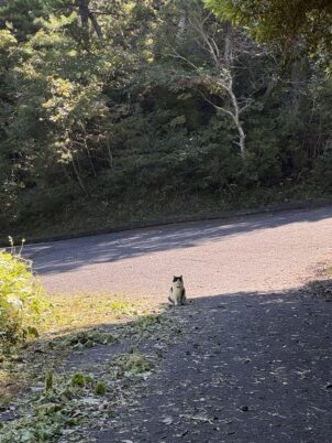 トレイルの安全を見守ってくれる猫神様