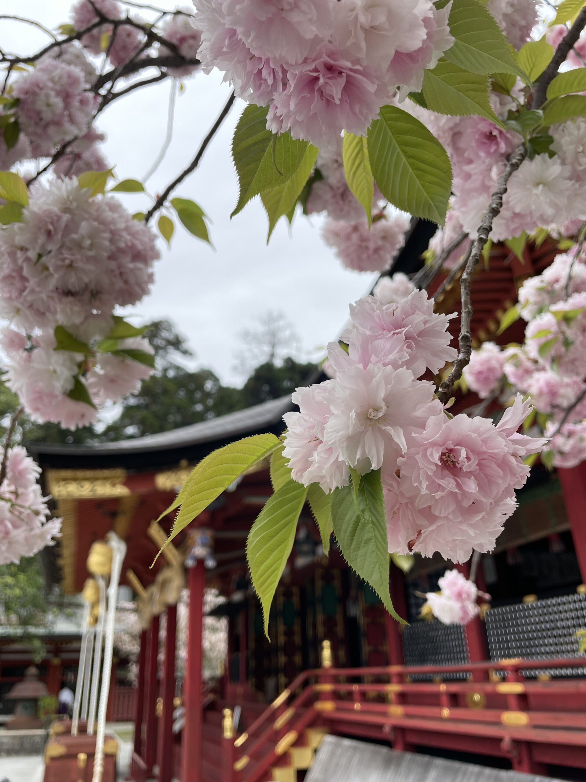 鹽竈神社の鹽竈桜