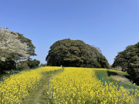 秘密の菜の花畑