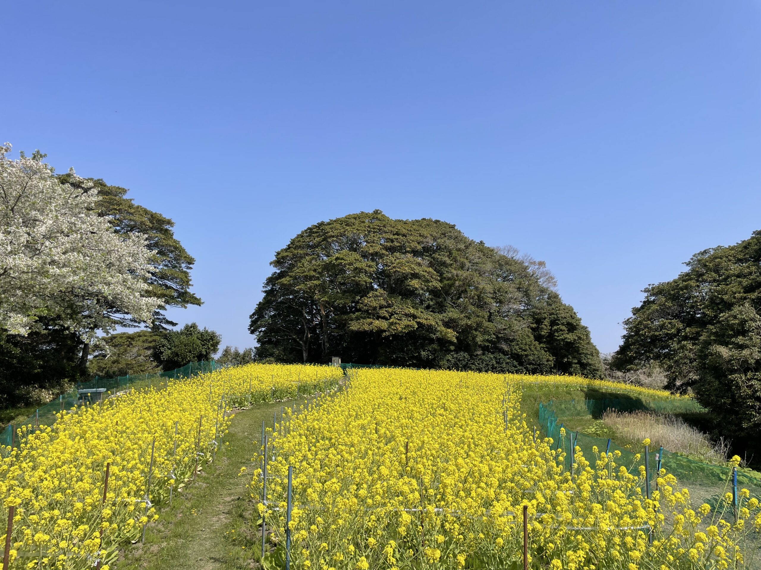 秘密の菜の花畑