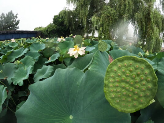 蓮の葉が奏でるにぎやかな雨音