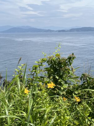 貴重なニッコウキスゲ