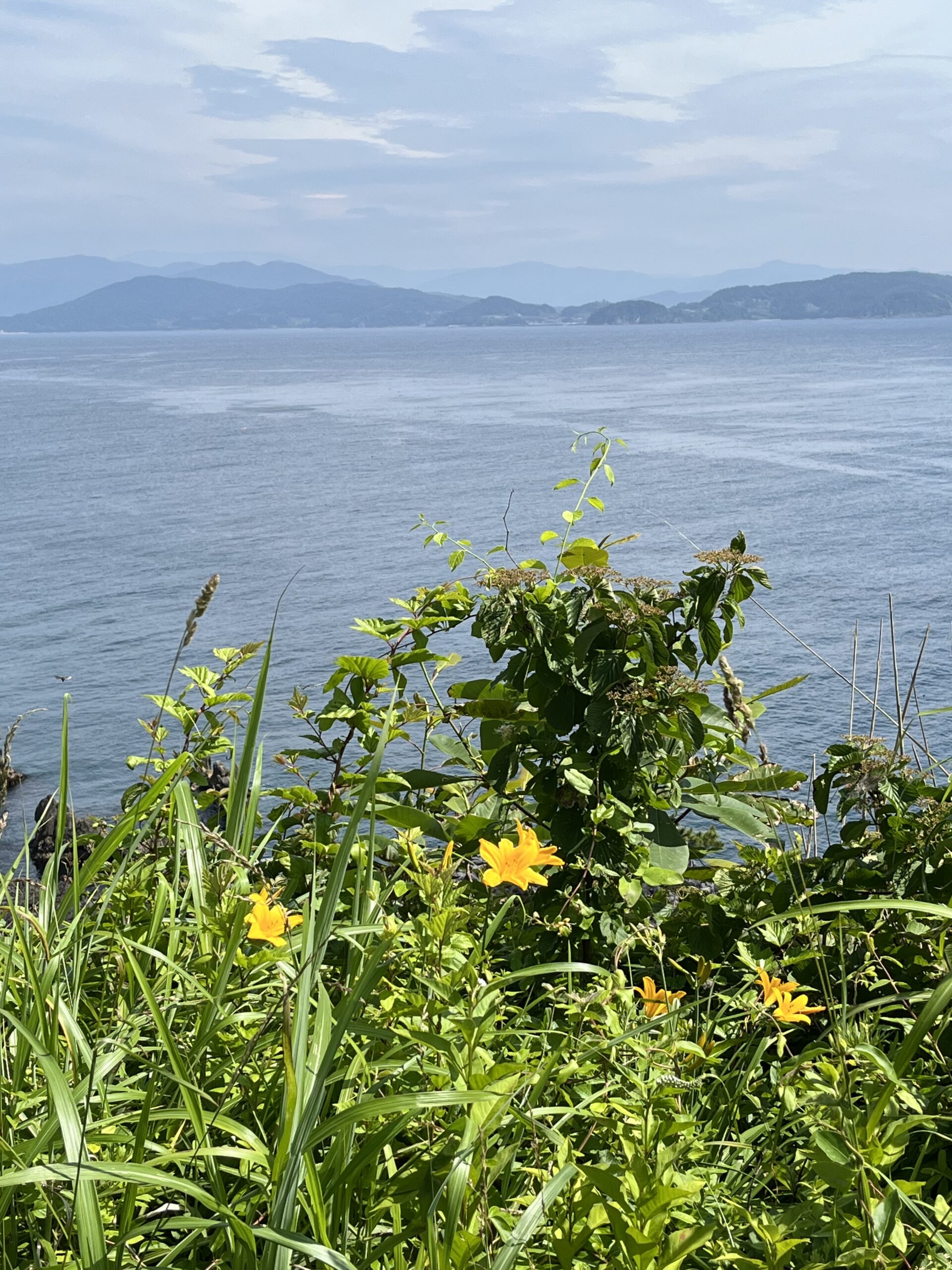 貴重なニッコウキスゲ