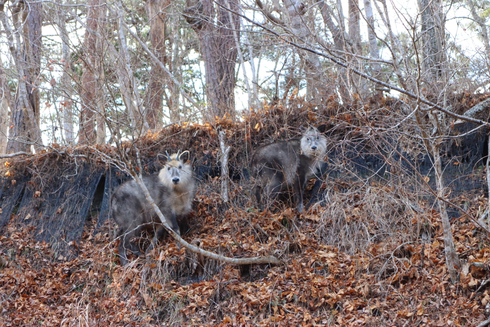 カモシカご家族