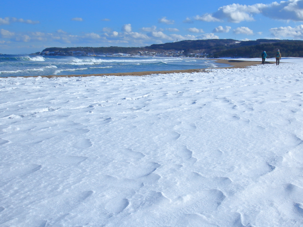 海岸のシュカブラ