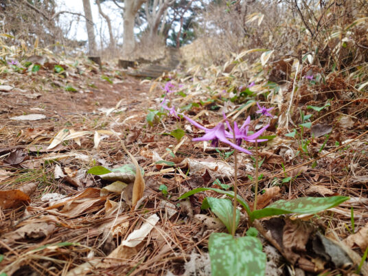 カタクリの花咲く道