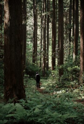 深い森を歩く